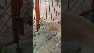 A Dog Trying to Open the Gate #Shorts