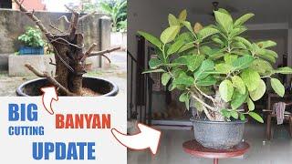 First Banyan Tree Bonsai from Cuttings | Ficus Benghalensis Cuttings UPDATE 2020