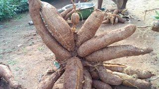 Amazing African Technique of Growing and Harvesting Cassava in 4 months #charlesfarmingproject