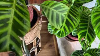 How to care and maintain humidity in Calathea Jebrina🪴