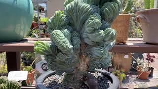 Crested cacti variety @California Cactus Center