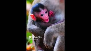 Cute mouth baby monkey trying to take milk #baby