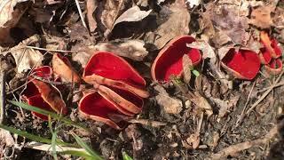 The Scarlet Cup Fungus