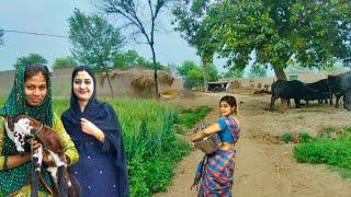 Unseen Beautiful Village Life in Pakistan | Mud House | Old Culture | Pakistani Village Life