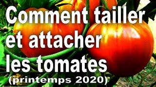 Comment tailler et attacher les tomates