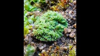 Riccia glauca   Glaucous Crystalwort  by THeo