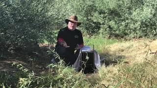 Animal experts in Tucson Arizona safely relocates a bobcat to a better home