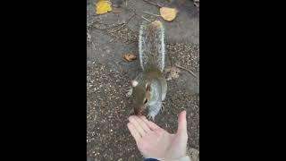 다람쥐에게 장난치기 (Playing pranks on squirrels) #shorts