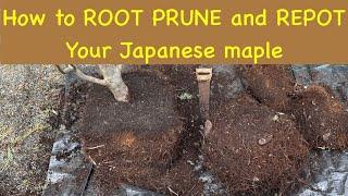 Root pruning and re potting a Container grown Japanese maple tree