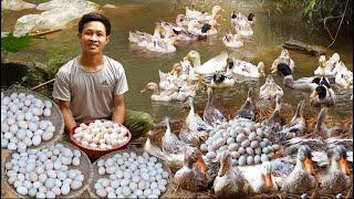 Living in forest. 1 Year Process raise ducks and harvest ducks eggs for sale in market. Off-Grid