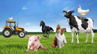 Curiosities and Secrets of Farm Animals - Video of Animals - Farm Animal