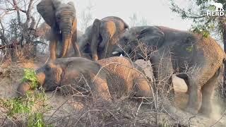 Lots of Activity at the Elephant Teenagers’ Sleepover