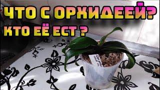 ОРХИДЕИ 54 /Что с орхидеей Ирен Добкин? Кто то её ест, помогите советом.