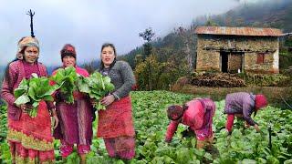 Wonderful Farming Life Of Mountain Village Nepal || Harvesting Greens || Db Limbu