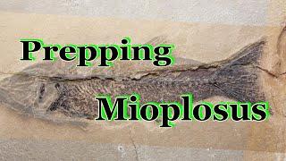 Fossil prep of Green River Mioplosus fish