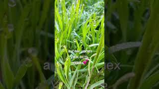 Мудрость слов. Философия жизни…#мудрость #философия #успех #вера