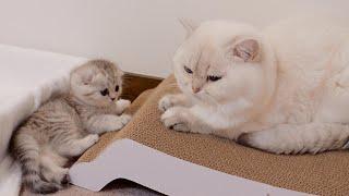 A daddy cat is kind to his daughter's kitten! ?The interaction between parent and child was so cute!