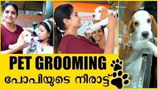 Beagle Pup Grooming | പോപ്പിയുടെ  ആദ്യ Make-Over | Gayathri Arun | Life stories with Gayathri Arun