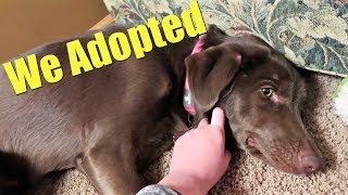 FOSTER FAIL! We Adopted Harmony.