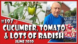 MuddyBootz Allotment #197 - Cucumbers, Tomatoes, Spinach & Radish