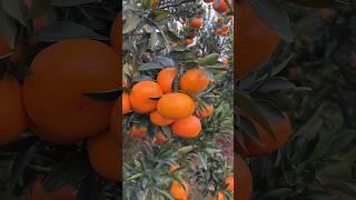 How to new fruit #fruit #fruitcutting #fruitsalad #fruitlover #2025 #priyasharma