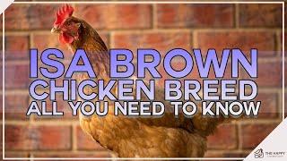 ISA Brown Chicken Breed All You Need To Know