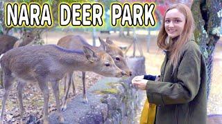 The Most Polite Deer I've Ever Met! | Bowing Deer in Nara, Japan |「奈良鹿公園」