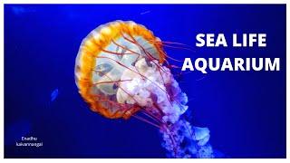 sea life aquarium london | sea life tour in london | tourist places in london | sea life aquarium