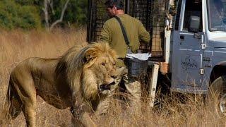 How Lions Choose Their Prey