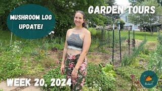 Baby tomatoes, nearing onion harvest, and peak raspberry season! | Garden Tour WEEK 20, 2024