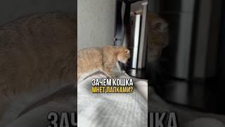 Вы когда-нибудь задумывались зачем кошки мнут лапками?