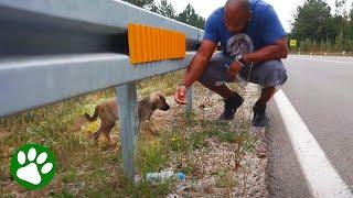 Couple saves puppy from roadside