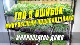 ТОП 5 ошибок при выращивании микрозелени. Курс по выращиванию микрозелени подсолнечника от А до Я