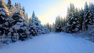 If you Fall, Get Back Up: Life in the Woods: Off Grid Cabin Trapping Day