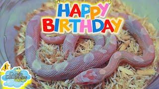 Cloud Colubrids ships out a snake for a girl's 5th birthday.  