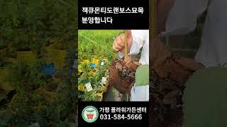 잭큐몬티도랜보스자작나무분양합니다#블루엔젤 #매자나무 #목수국