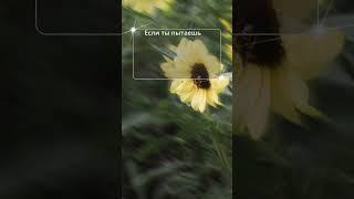 Eсли ты любишь