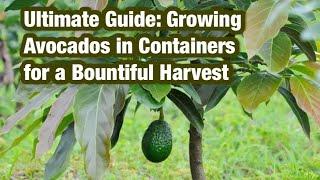 Ultimate Guide: Growing Avocados in Containers for a Bountiful Harvest.#viral#shorts #youtubeshorts