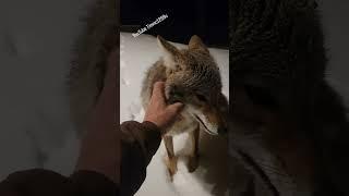 FREE FOREST PUPPY! #coyote #weavethecoyote #wildlife #nature #new #cute #animals #snow #wolf