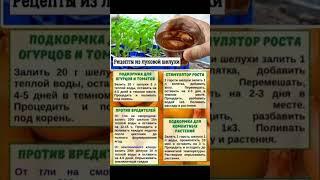 РЕЦЕПТЫ ИЗ ЛУКОВОЙ ШЕЛУХИ