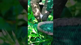 #asmr #тишина #деревня #еда #работа #Тихая Деревня #юмор