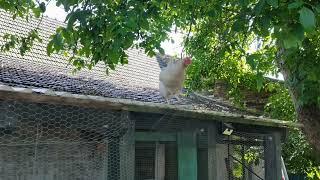 Die kleine Gerda auf dem Dach der Voliere. // Little Gerda on the roof of the aviary.