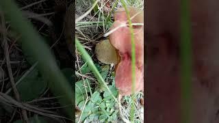 Mushroom n°: 30 #nature #garden #insects #mushroom