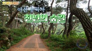 소나무숲이 멋있는 "아산 봉곡사 천년의숲길"