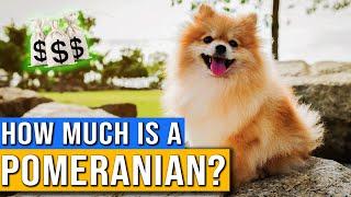 How Much Does A Pomeranian Cost? | Pomeranian Dog Price And Facts | How Much Money Is A Pomeranian?