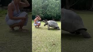 Made a friend  #seychelles #traveltips #seychellestravel #praslin #curieuseisland #gianttortoise