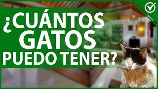  ¿Cuántos Gatos Puedo Tener en casa? - Consejos para la Crianza de Felinos 