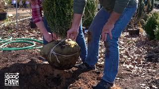 How To Plant A B&B Tree Or Shrub