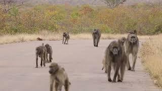 Baboon Troop on the Move!