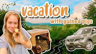 GUINEA PIGS GO ON VACATION  + pet medical updates | VLOG